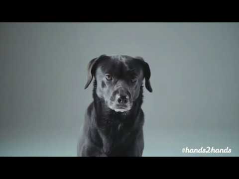 Η HandsUp ενώνει τις δυνάμεις της με την Dogs’ Voice για καλό σκοπό!